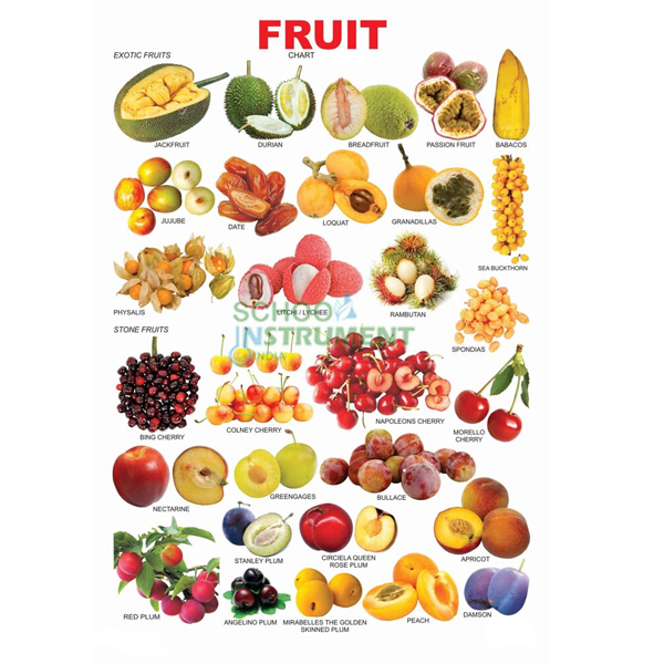 Fruits Charts, Botany